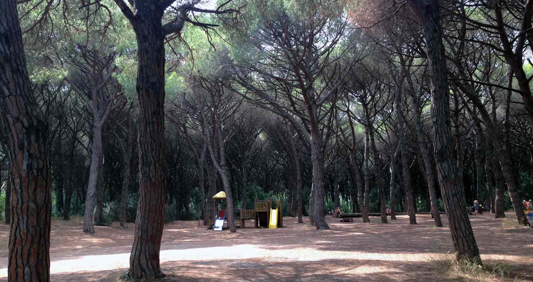 pineta marina di bibbona